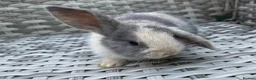 Mini Lop rabbits for sale: Pure bred mini lops - Advert 26