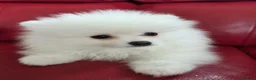 Pomeranian dogs for sale: Pedigree Ice White Pomeranian puppies - Advert 5
