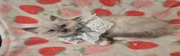 Ragdoll cats for sale: ✨ Stunning Ragdoll Kittens-Blue/Bi-Colour ✨ - Advert 6