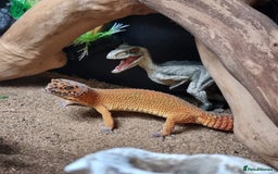 Leopard Gecko reptiles for sale: female purple head tangerine leopard gecko  - Image 4