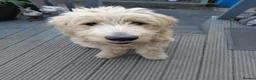Double Doodle dogs for sale: Golden Mountain doodle  - Advert 5