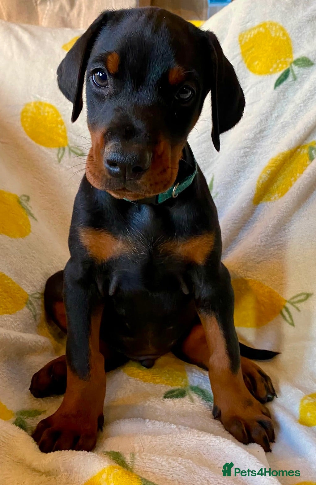 Dobermann dogs Health tested European puppies  - Advert 1
