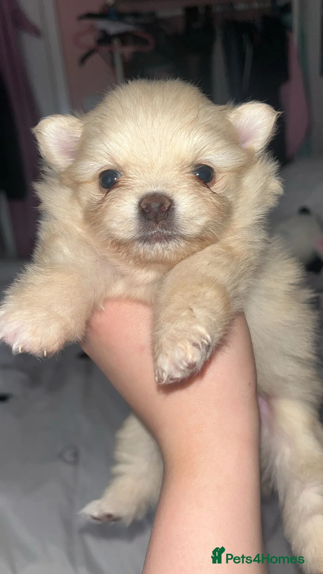 Pomeranian dogs for sale: Baby poms  - Advert 2