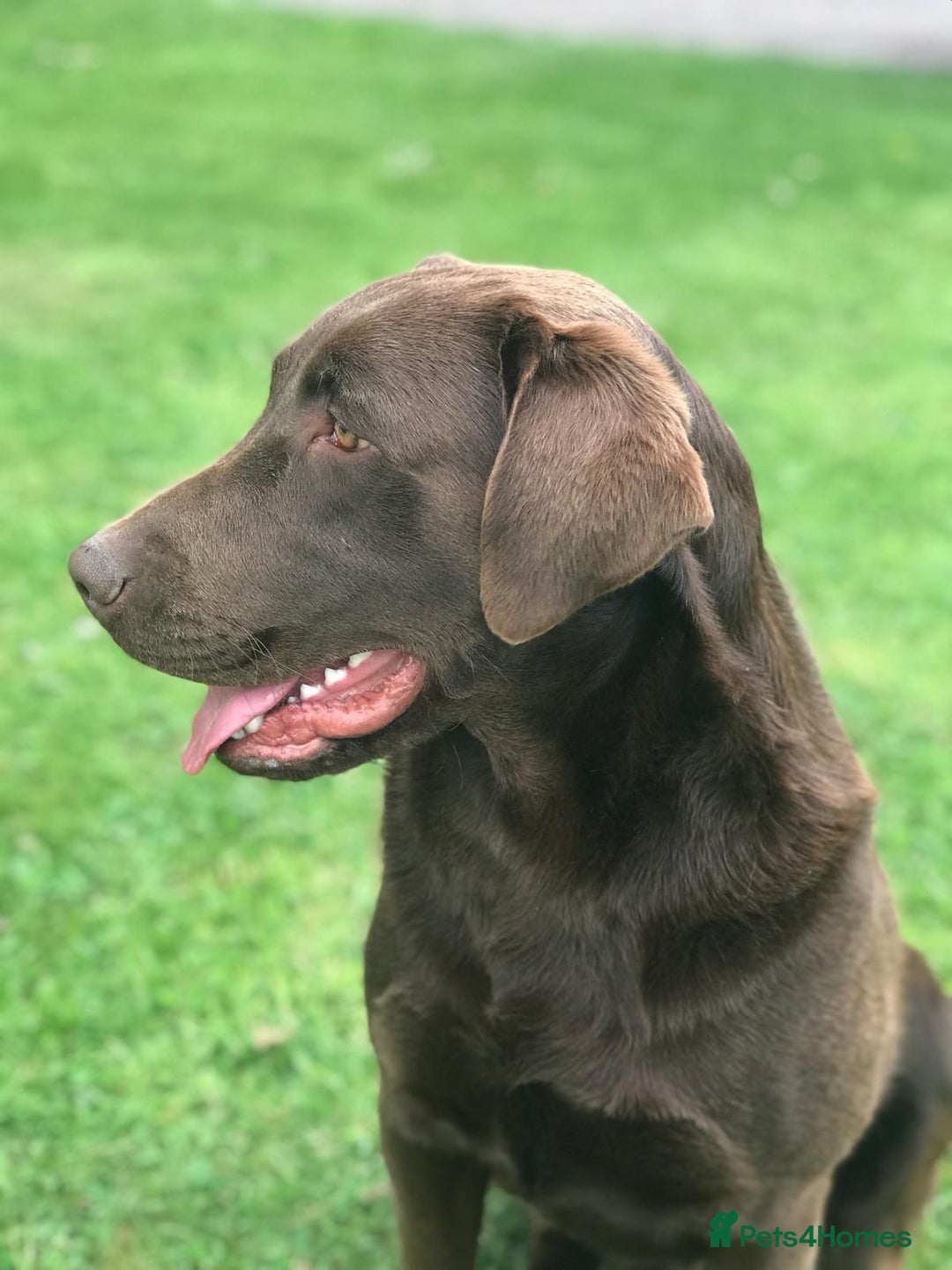 Labrador Retriever dogs for sale: Stunning litter of brown labradors  - Image 5