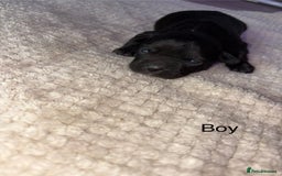 Mixed Breed dogs for sale: 7 Beautiful French Bulldog/cocker spaniel puppies. - Image 7