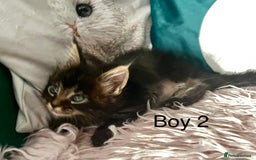 Maine Coon cats for sale: XXL Maine Coon kittens 🔥rare Black Smoke  - Image 16