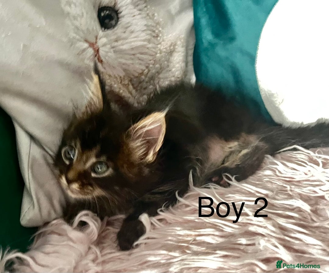 Maine Coon cats for sale: XXL Maine Coon kittens 🔥rare Black Smoke  - Image 16
