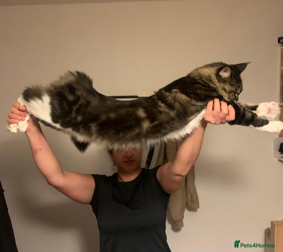 Maine Coon cats for sale: Maine Coon for Free - Advert 1
