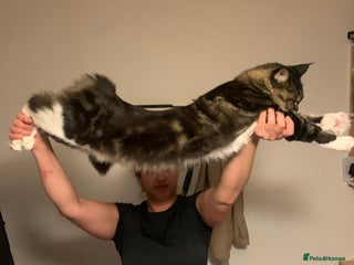 Maine Coon cats Maine Coon for Free - Advert 1