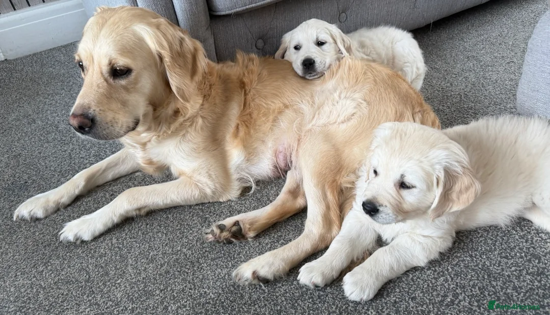 Golden Retriever dogs for sale: Golden retriever  - Advert 1