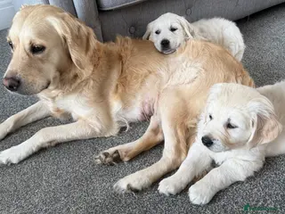 Golden Retriever dogs Golden retriever - Advert 1