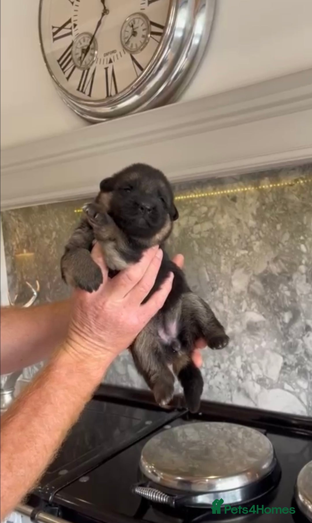 German Shepherd dogs for sale: German Shepherd Puppies Family-Raised 🐾 - Advert 6