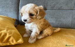 Maltipoo dogs for sale: Maltipoo Puppies  - Image 3