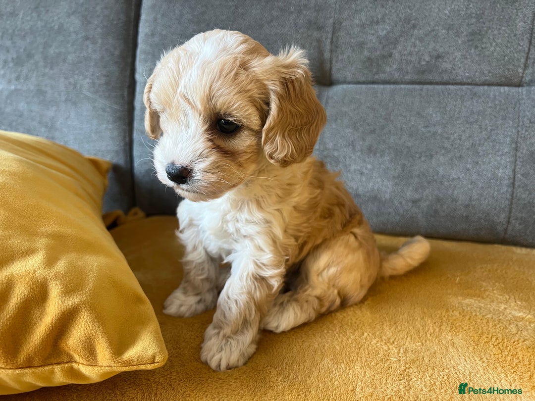 Maltipoo dogs for sale: Maltipoo Puppies  - Image 3