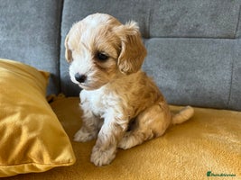 Maltipoo dogs - Advert 2