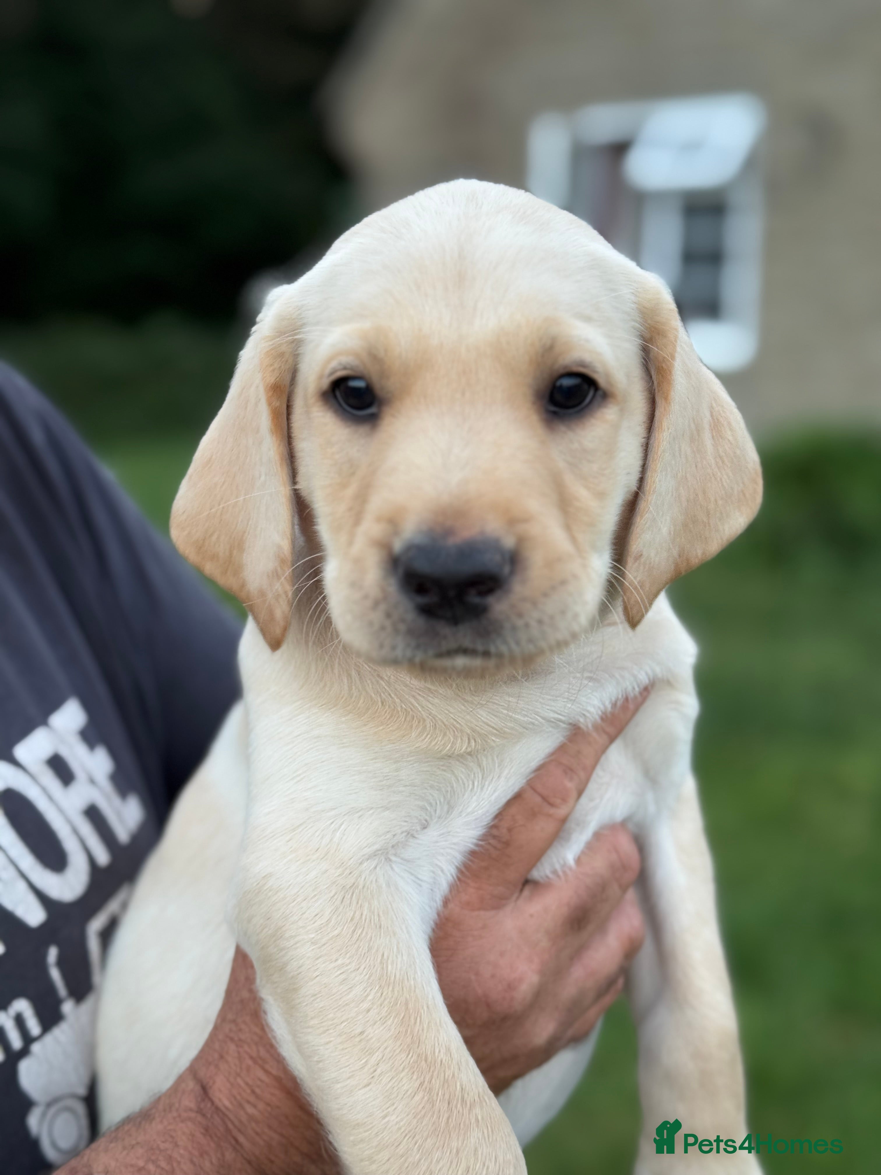 Labrador Retriever dogs Final Puppy ready to go to his new home! - Advert 13