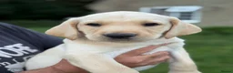 Labrador Retriever dogs for sale: Labrador Puppies ready to go to their new homes - Advert 6