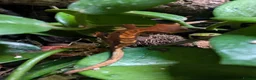 Gecko reptiles for sale: Baby crested geckos  - Advert 2