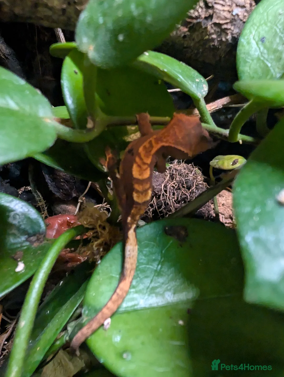 Gecko reptiles for sale: Baby crested geckos  - Advert 2