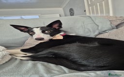 Border Collie dogs for sale: Female border collie - Image 2