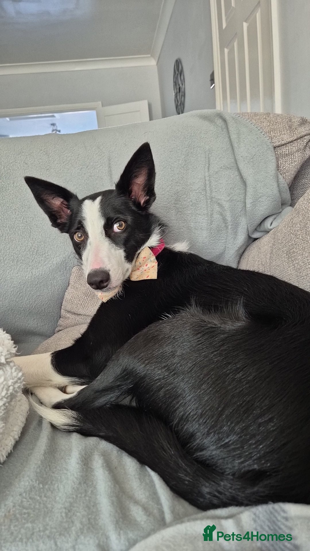 Border Collie dogs for sale: Female border collie - Image 2