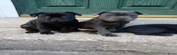 Staffordshire Bull Terrier dogs for sale: Kc registered Staffordshire bull terrier puppy - Advert 7