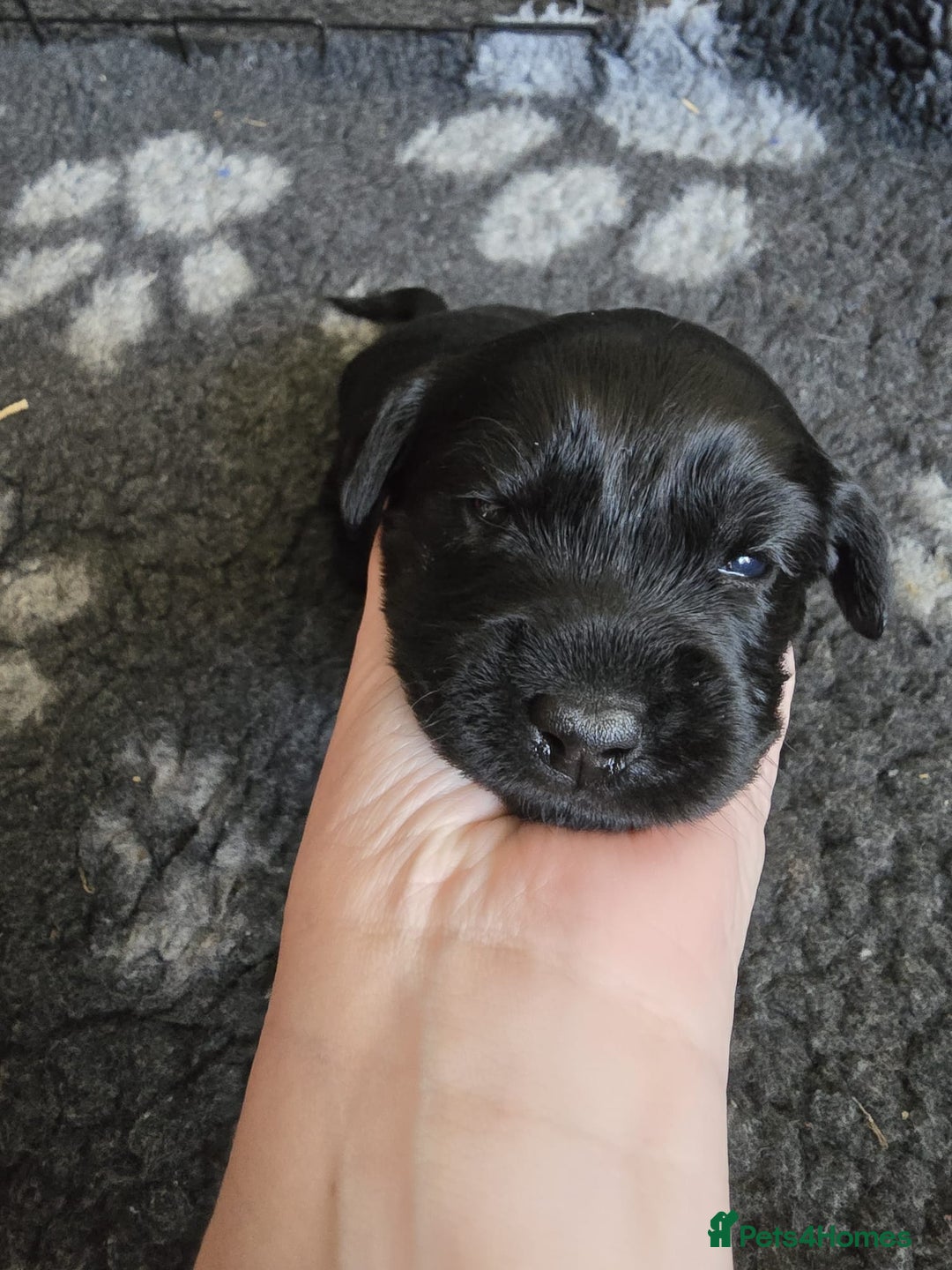 Mixed Breed dogs for sale: 8 Beautiful Puppies Looking for Forever Homes! - Advert 20