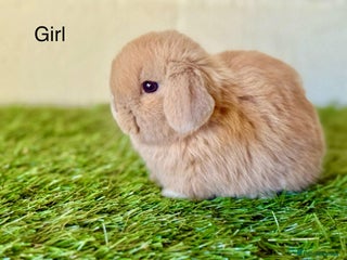 Mini Lop rabbits Stunning Mini Lop babies - Advert 1