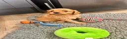 Cavapoo dogs for sale: stunning Cavapoo puppies up for sale  in Egremont - Advert 6