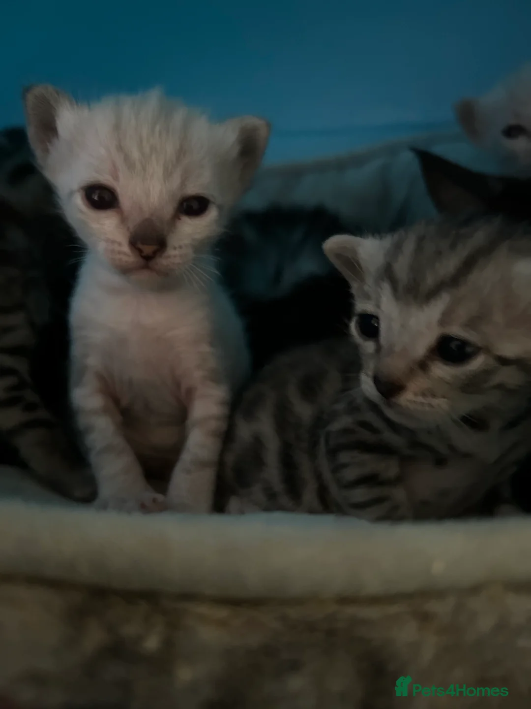 Bengal cats for sale: Adorable Bengal kittens  - Advert 3