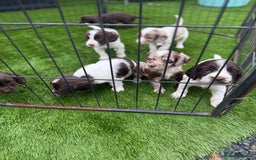 Cocker Spaniel dogs for sale: English cocker spaniel puppies - Image 5