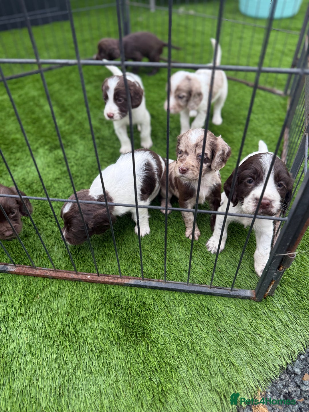 Cocker Spaniel dogs for sale: English cocker spaniel puppies - Image 5