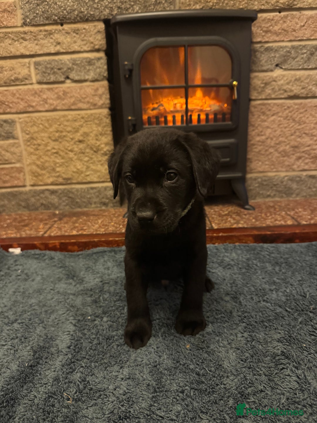 Labrador Retriever dogs for sale: Lablador retriever puppy’s 2 black male left only  - Advert 10