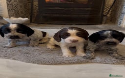 Cocker Spaniel dogs for sale: 2 blue roan cocker spaniel puppies &tri colour pup - Image 11