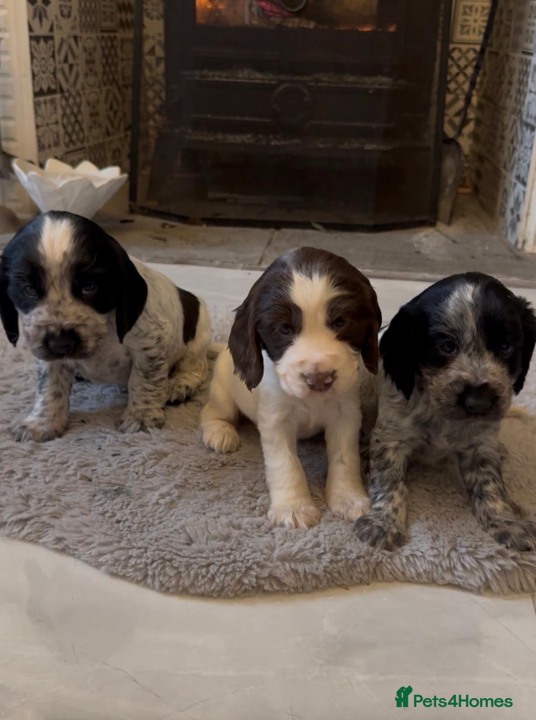 Cocker Spaniel dogs for sale: 2 blue roan cocker spaniel puppies &tri colour pup - Image 11