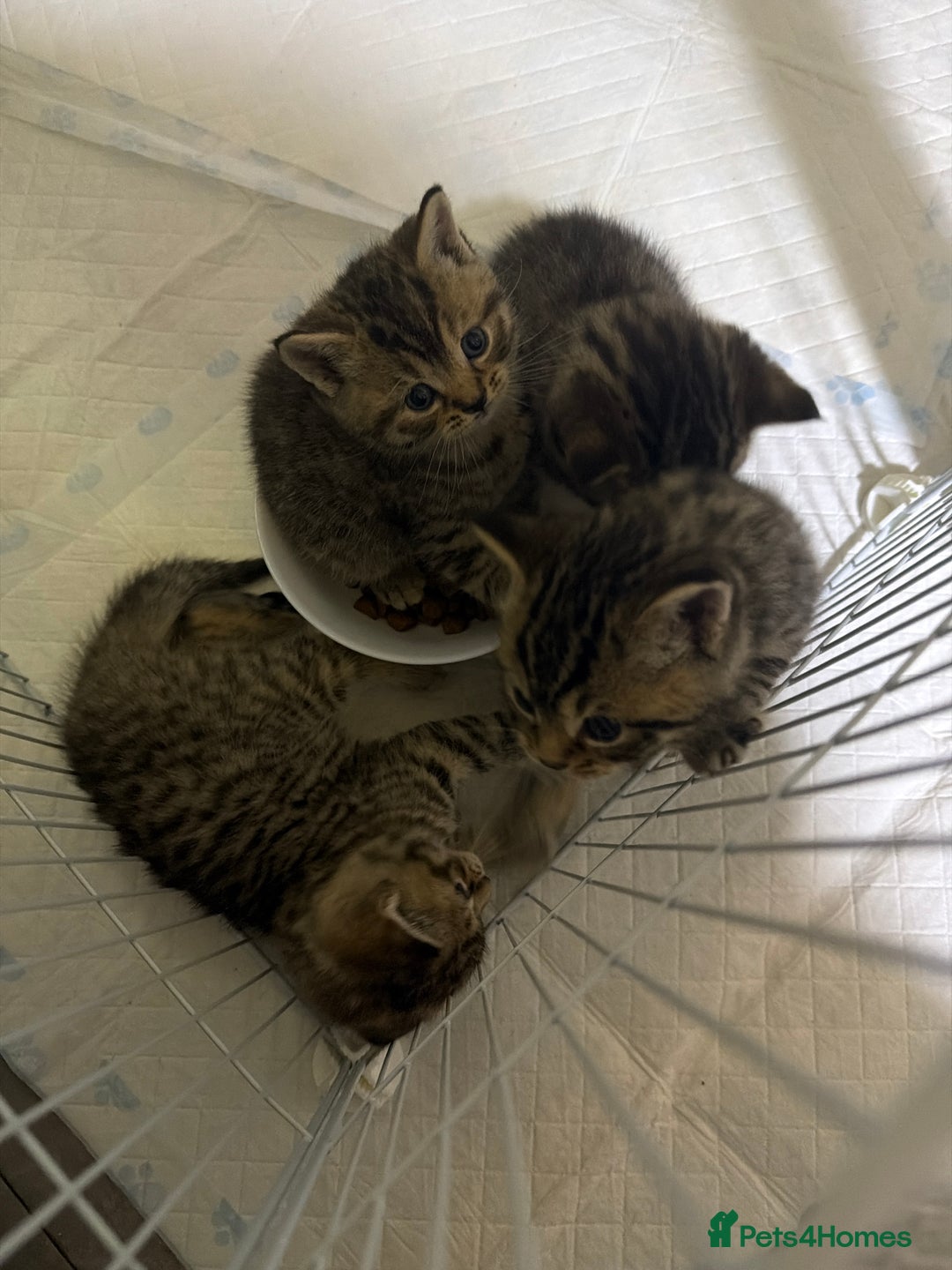 British Shorthair cats for sale: British Shorthair  - Advert 7