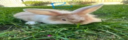Lionhead rabbits for sale: Lionhead rabbits for sale  - Advert 11