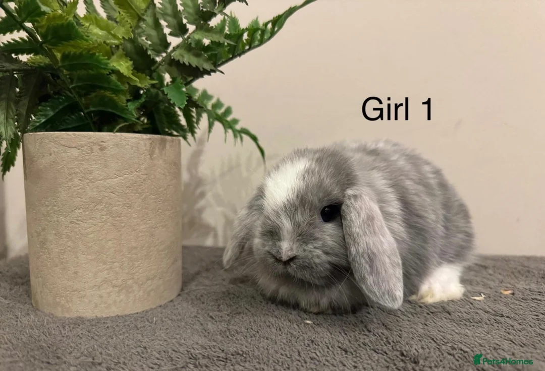 Mini Lop rabbits for sale: Stunning Mini Lops, Ready To Reserved🐰✨ - Advert 5