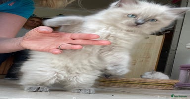 Ragdoll cats - Advert 9