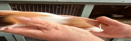 Guinea Pig rodents for sale: Female (sow) Guinea Pig - Advert 2