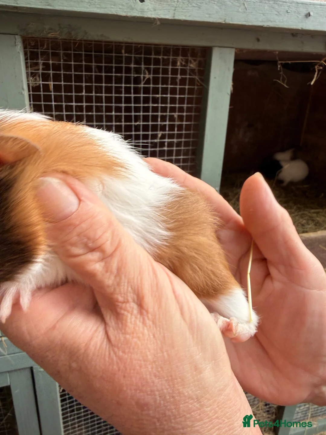 Guinea Pig rodents for sale: Female (sow) Guinea Pig - Advert 2