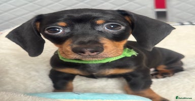 Dachshund dogs - Advert 4