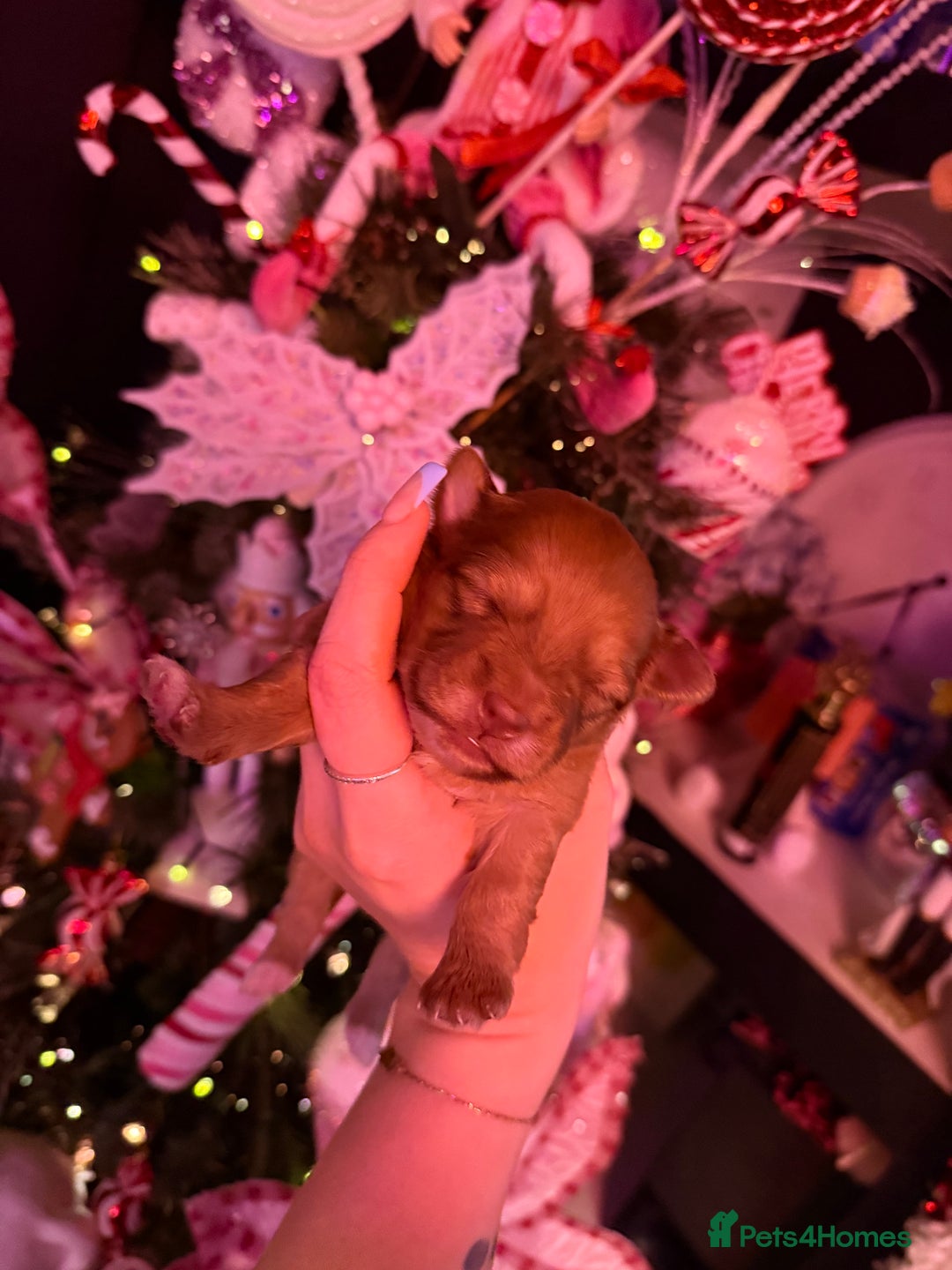 Mixed Breed dogs for sale: Beautiful pups for sale!  - Advert 8