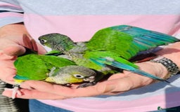 Conures birds for sale: Silly tame Green Cheeked Conure chicks  - Image 2