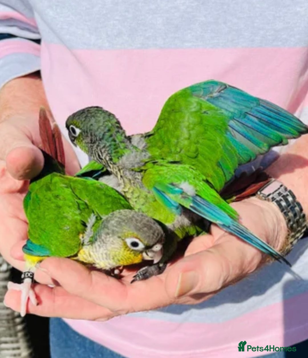 Conures birds for sale: Silly tame Green Cheeked Conure chicks  - Image 2
