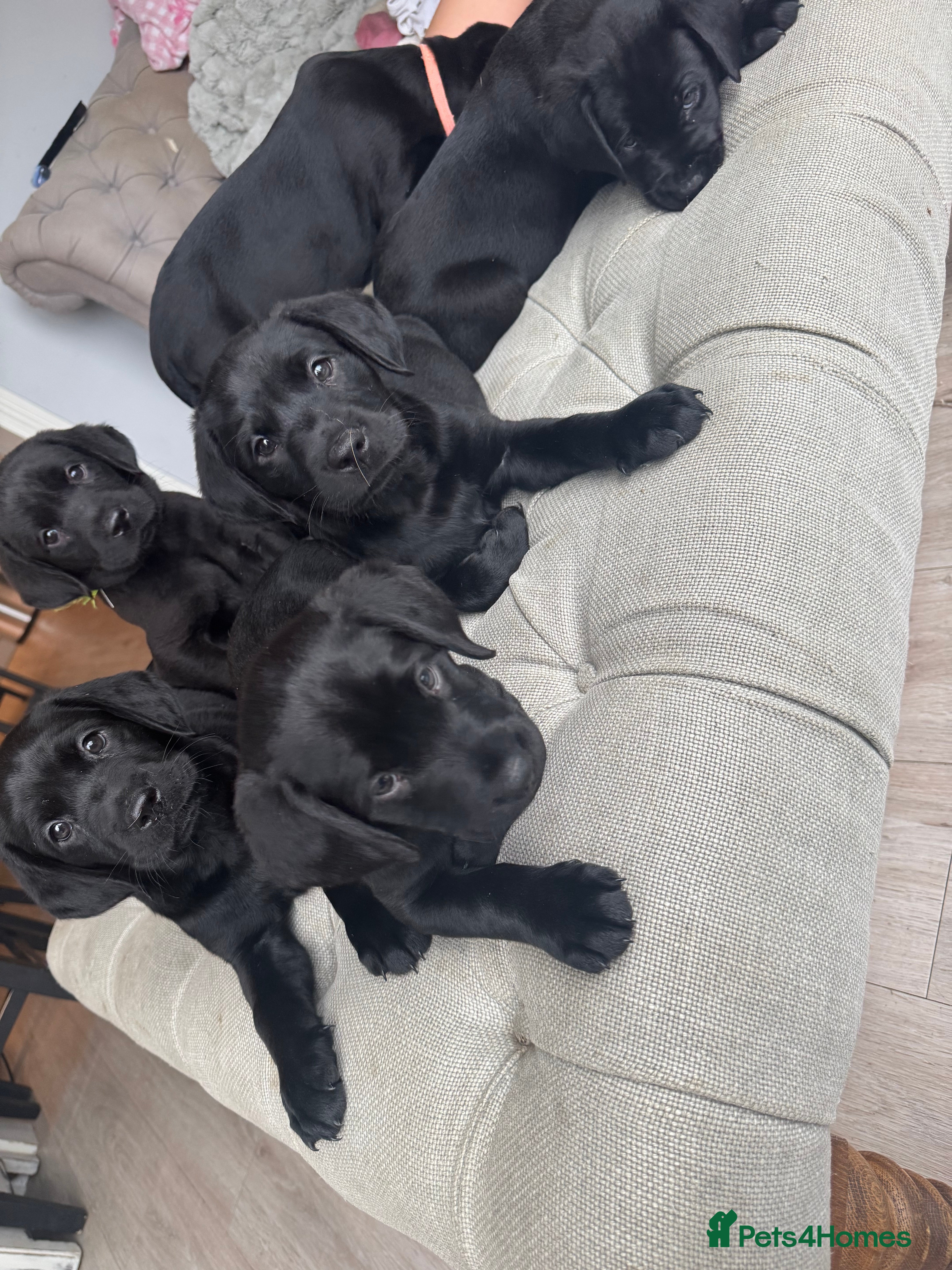 Labrador Retriever dogs Stunning homebred labs - Advert 15