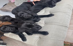 Labrador Retriever dogs for sale: Stunning homebred labs - Advert 1