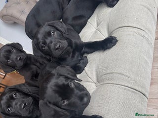 Labrador Retriever dogs - Advert 18