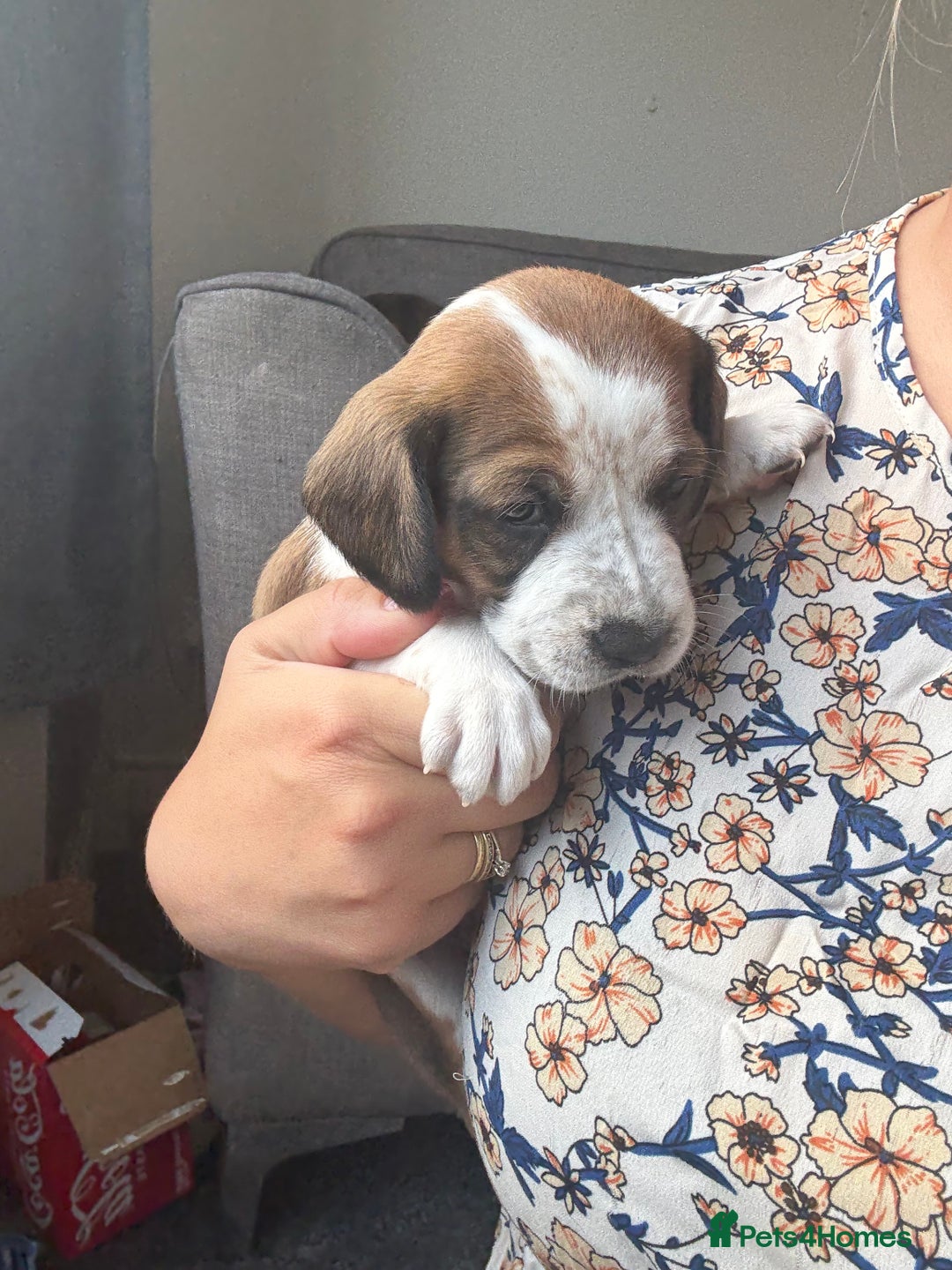 Mixed Breed dogs for sale: Cocker spaniel x chihuahua dalmation  - Image 15