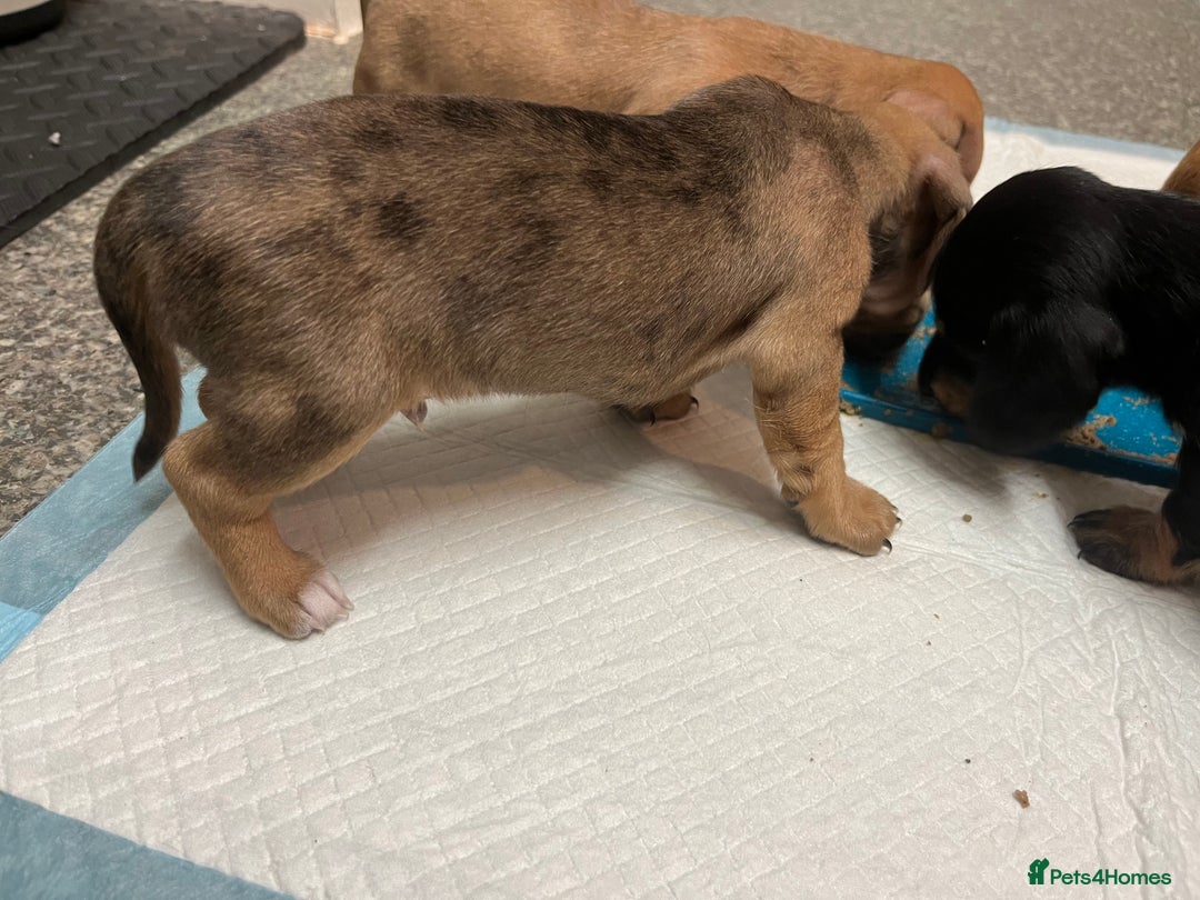 Mixed Breed dogs for sale: Maltese Cross Miniature Dachshund  - Advert 14